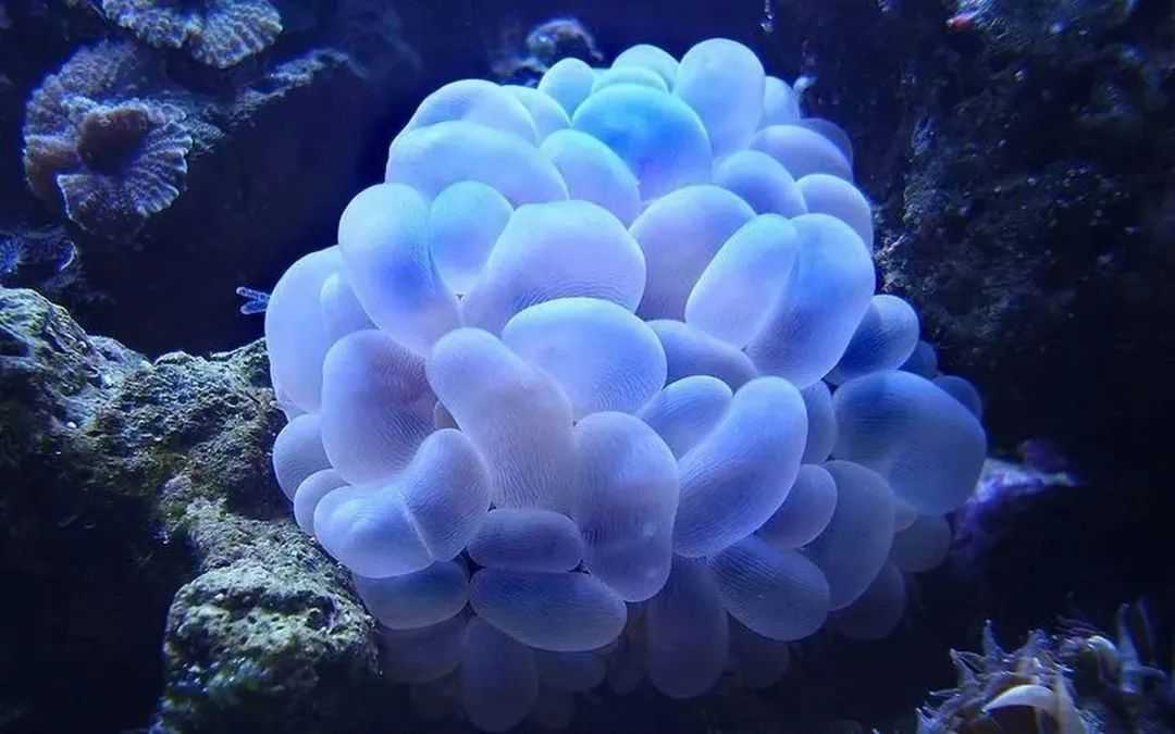 Bubble Coral: The Mesmerizing Marine Marvel with a Dual Identity